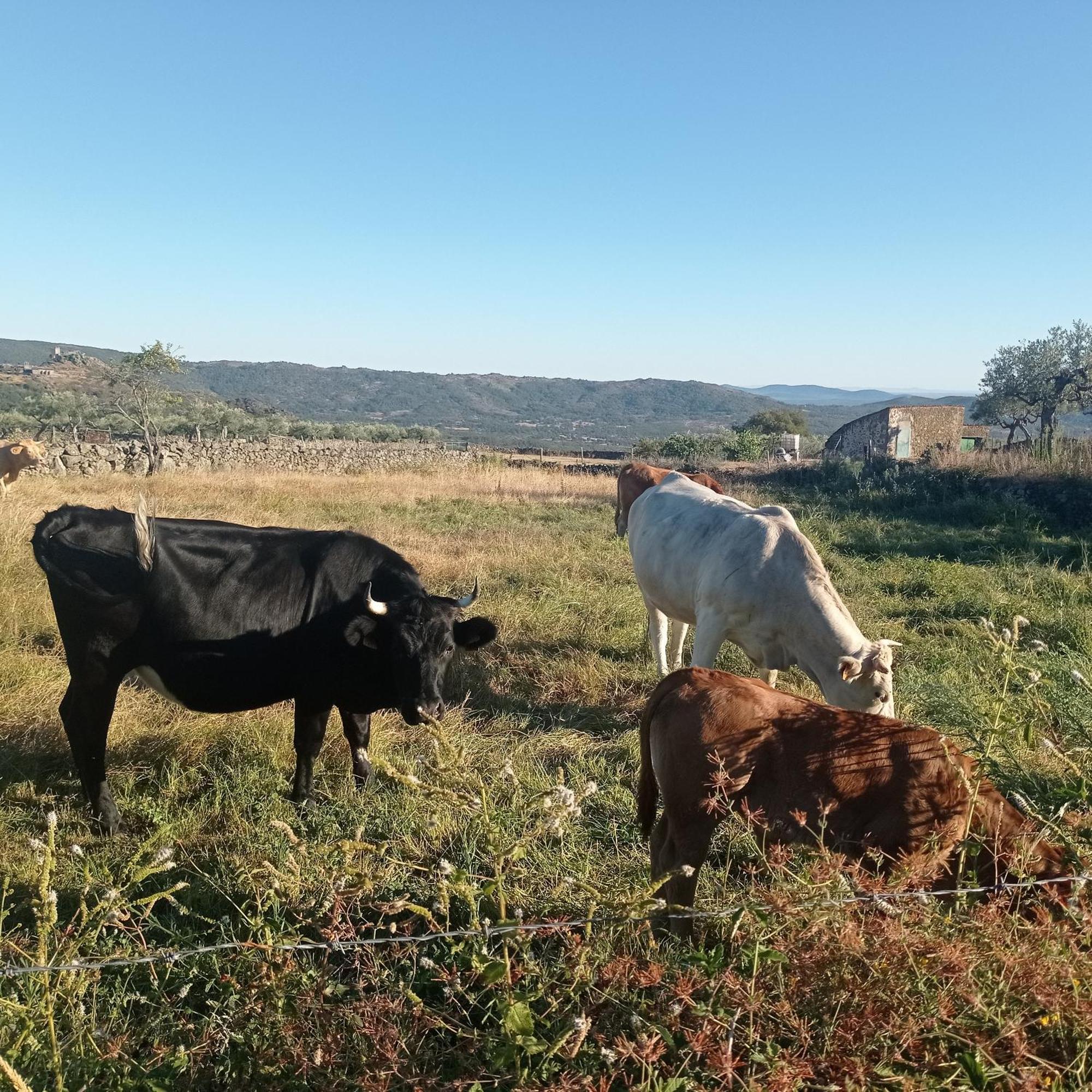Casa Rural Vinas Perdidas Béjar Dış mekan fotoğraf